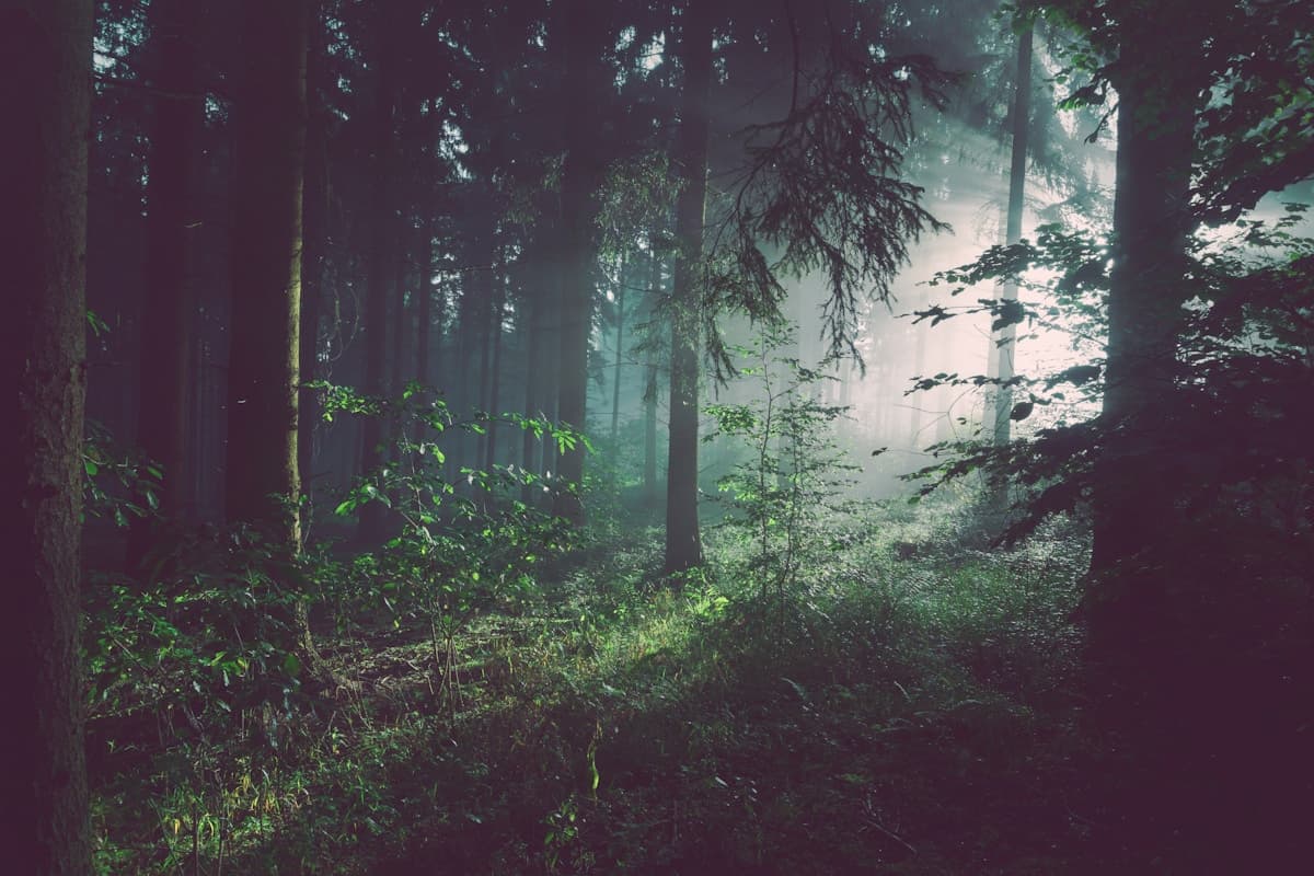 Sunlit forest representing sustainable sourcing